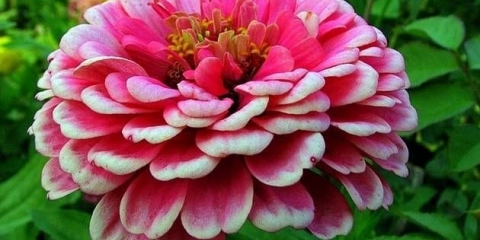 Šta učiniti ako se sadnice cinije ispruže